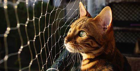 Customized Mesh Size 10m X 3m White Balcony Protection Knotted Netting Cat Safety Net