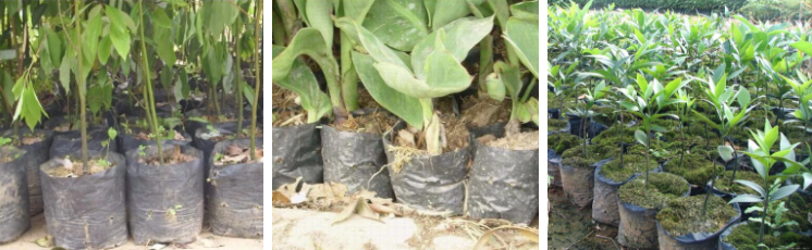 Thick 10mil Durable 16inch Plastic Grow Bags 15 Gallon Fabric Grow Pots