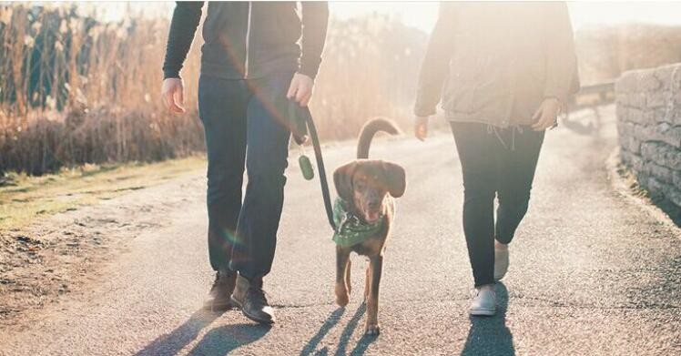 High Quality Eco-friendly Degradable Fashion With Printing Doggy Pet Dog Waste Poop Bags, Eco friendly pet dog waste poo