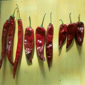 China Iron-Rich Yidu Chili Spicy And Packed With Nutritional Benefits on sale