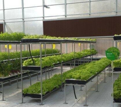 High Output Hydroponic Lettuce Greenhouse Wind Load 100KM/H With Multi Layer Rack
