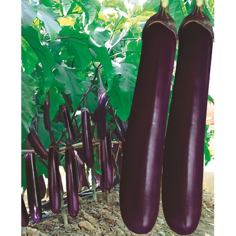 Marshal Mid Early Maturity Purple Eggplant Seeds , F1 Hybrid Eggplant Seeds E10