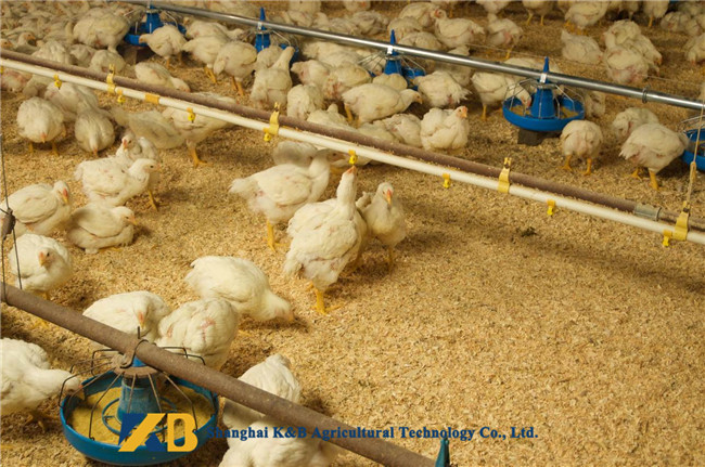 Corn Material Chicken Feed Protein 200g Free Sample Low Moisture Can Keep Fresh