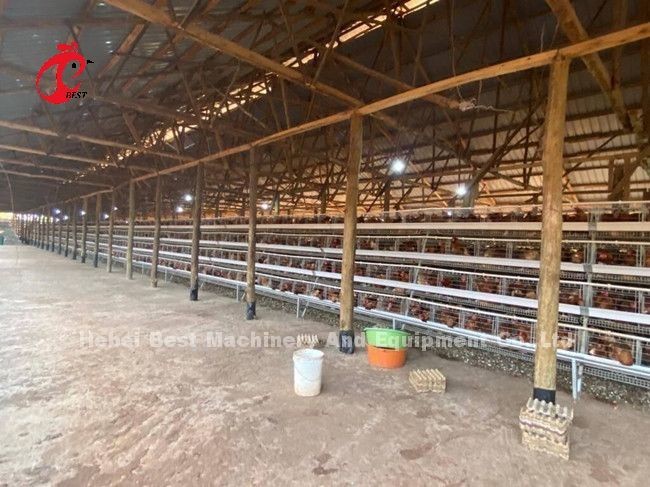 A Or H Type Automatic And Manual Poultry Farming Cage System Design For Chicken Poultry Farming Sandy