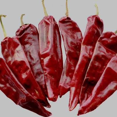GMP Dried Red Chilli Peppers 2CM Dehydrated Lantern Pepper 2 Year Shelf Life