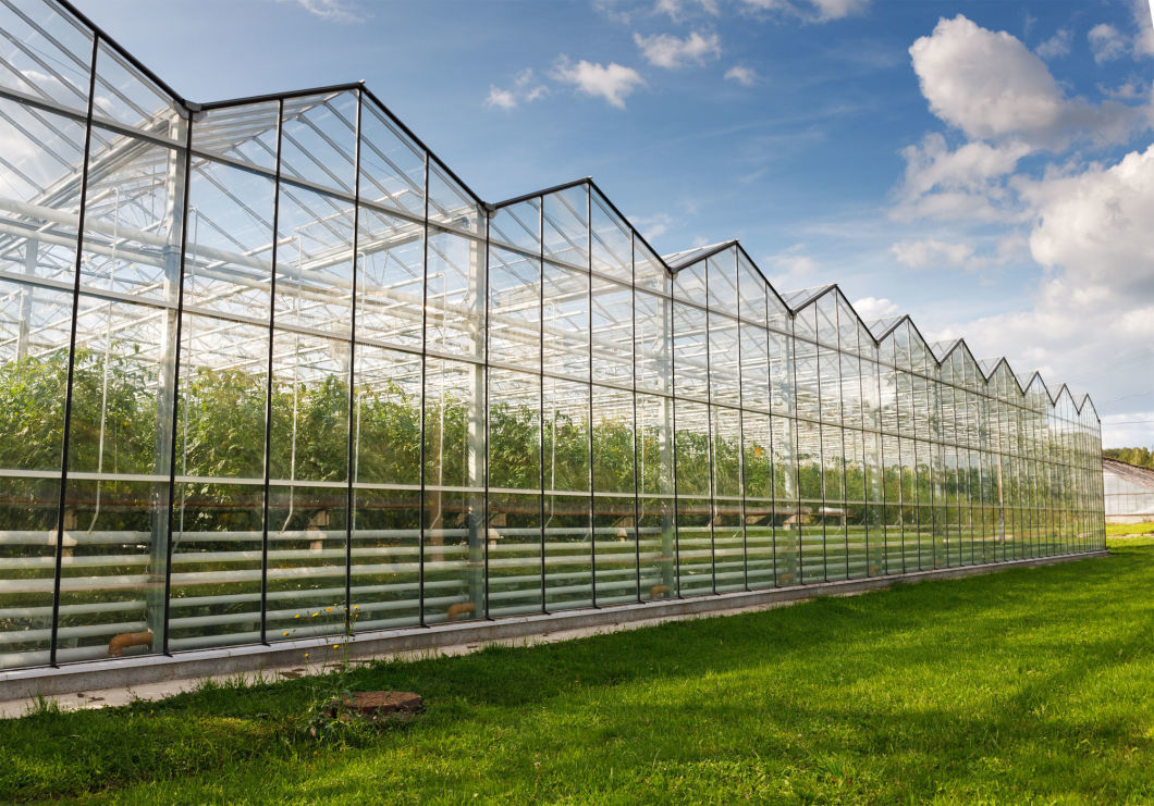 Glass Greenhouse Hydroponic Vegetable Setup