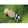 Buy cheap Metal Framework PFM Dental Crown from wholesalers