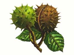 Horse Chestnut Extracts Aescin 20%, natural pharmaceutical ingredients, 98% pure