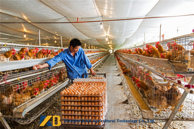 Large Poultry Farm Poultry Protein Meal / Gluten Protein Powder For Higher Egg Rate