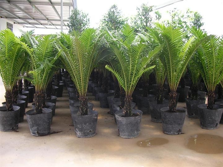 wholesale black plastic soft blister flower seeds pot for Garden supplies