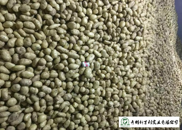 Smooth Surface Chinese Potato , No Pollution Organic Potatoes 5 Kg / Bag