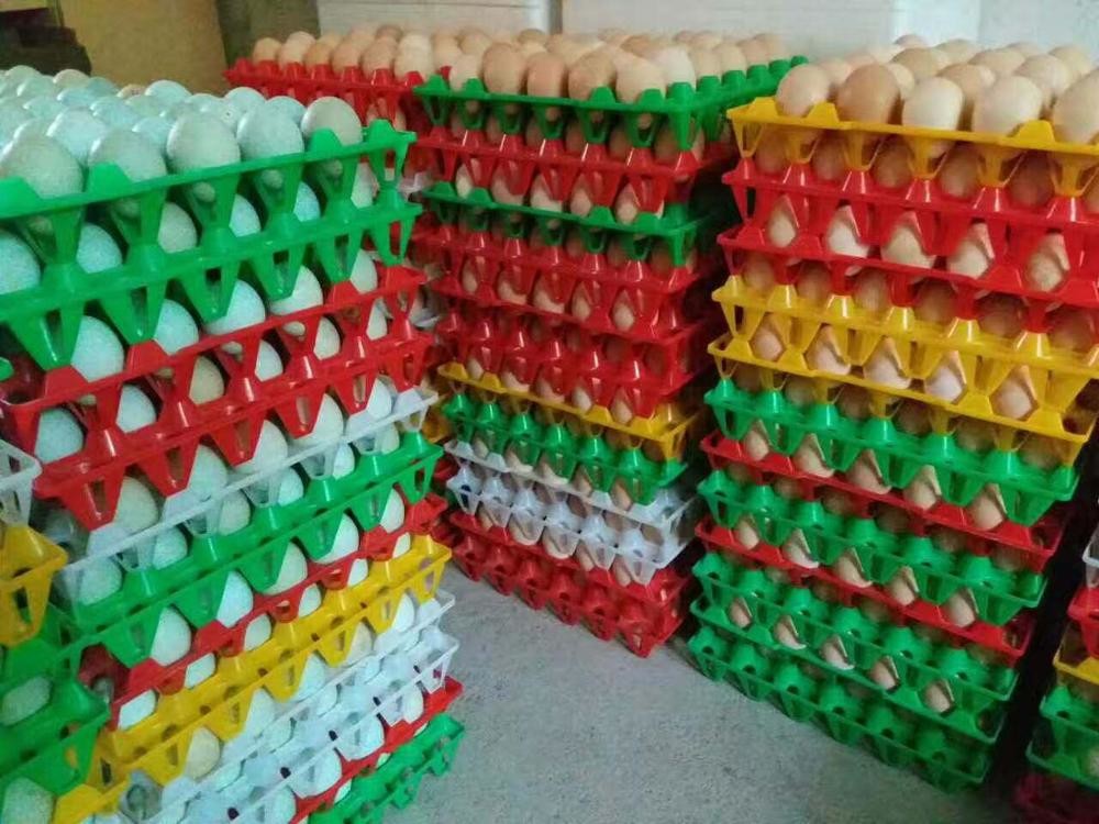 Egg tray with 30 holes PP plastic material and different color QL401