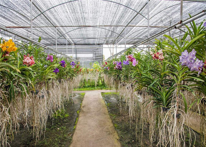 Fish Farming Garden Glass Greenhouse Strong Drainage Capacity 8m*4m Dimension