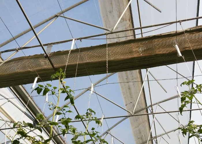 Metal Wire Greenhouse Galvanized Steel Hooks Vegetable Hanging Tomato M Hook With Pp Twine