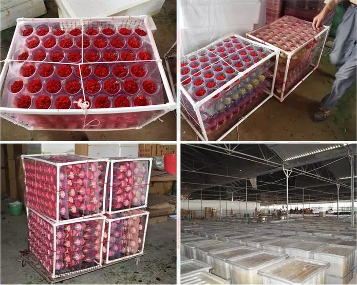 Preserved Flower Eternal Rose in Glass Long Lasting Flowers Home Decoration Everlasting Flowers