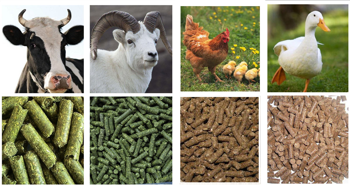 animal feed production line