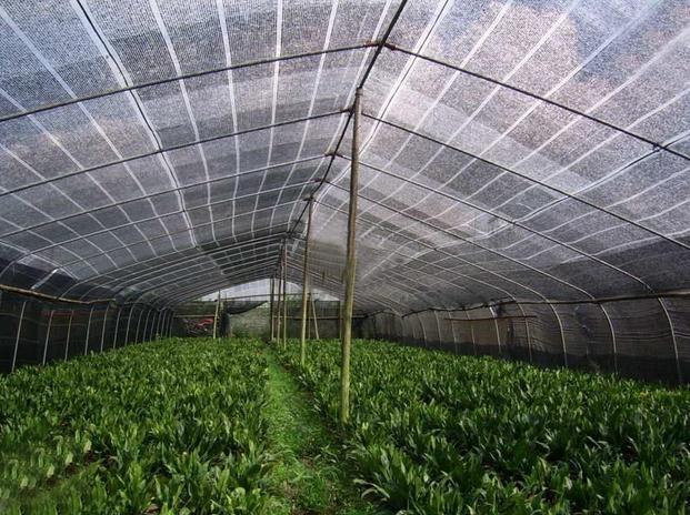 100% HDPE Sun Shade Netting 30gsm 6m Width Plastic For Agriculture