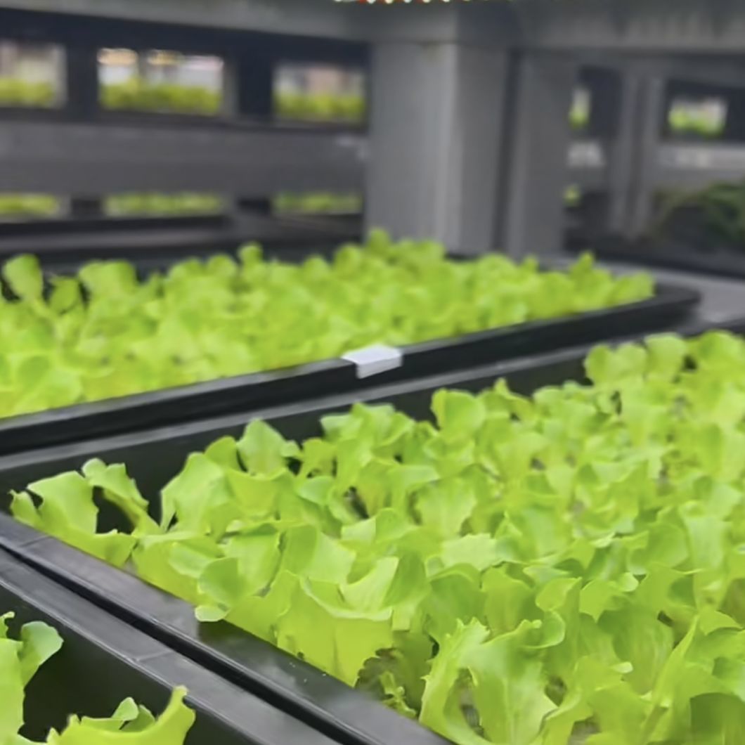 Container Greenhouse for Growing Leafy Greens
