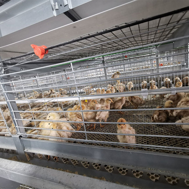3 Tier H Type Pullet Cage Battery Baby Layer Chicken Cage For 50000 Birds