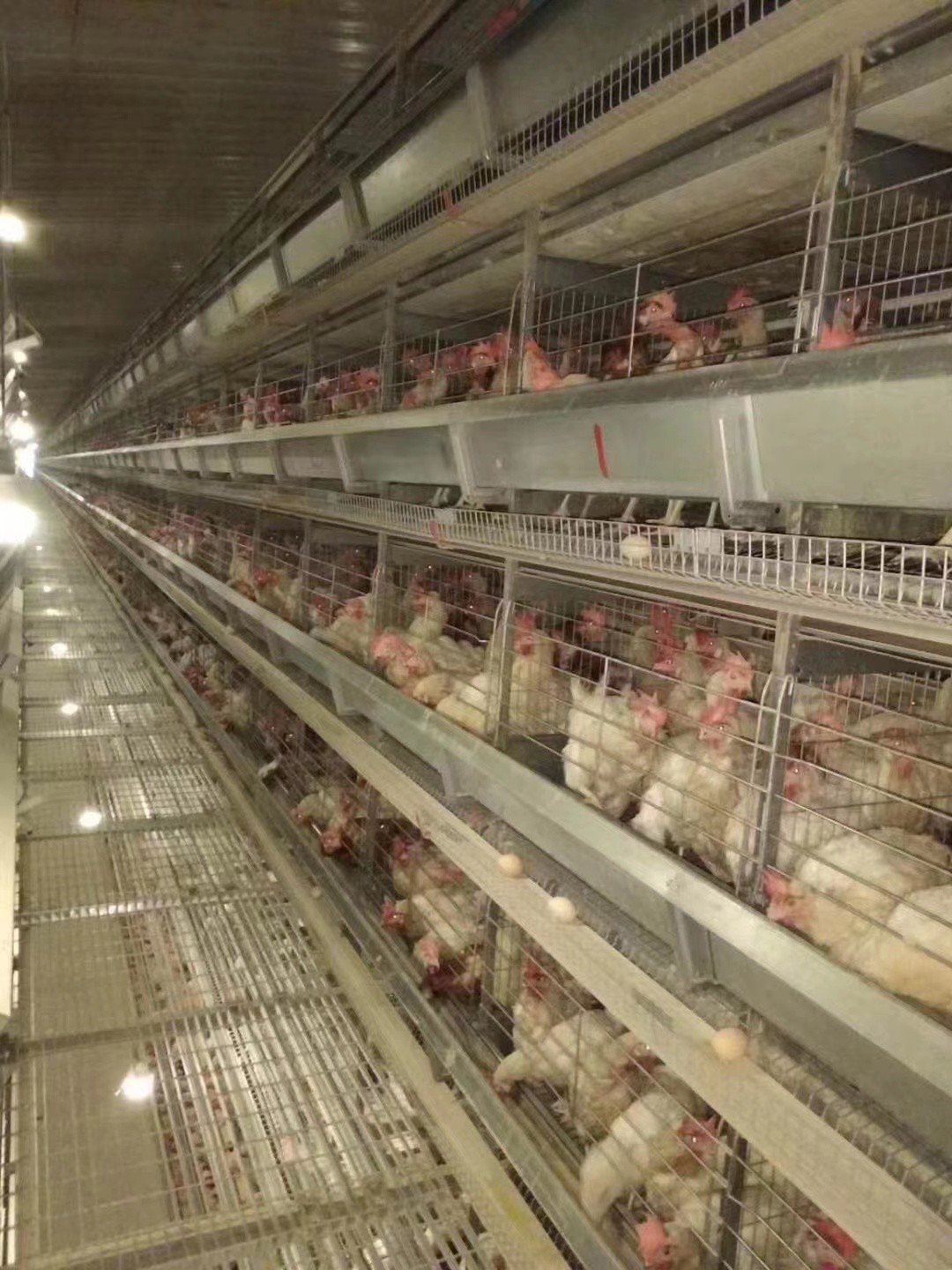 Galvanized Automatic H Type Layer Chicken Cage Convenient Management