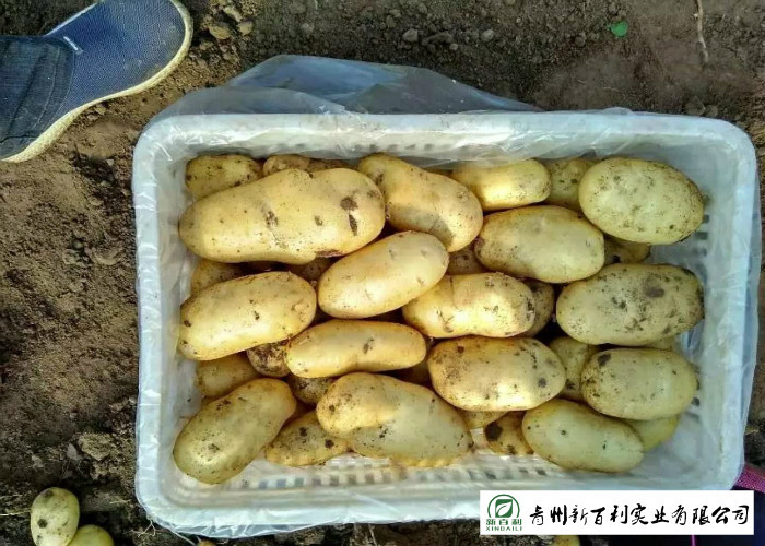 Delicious Fresh Potato Can Used As A Vegetable Or As A Staple Food