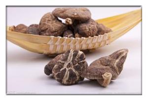 Buy cheap Dried mushroom, ediable mushroom , Dried Agaricus campestris,Dried Shiitake Mushroom product