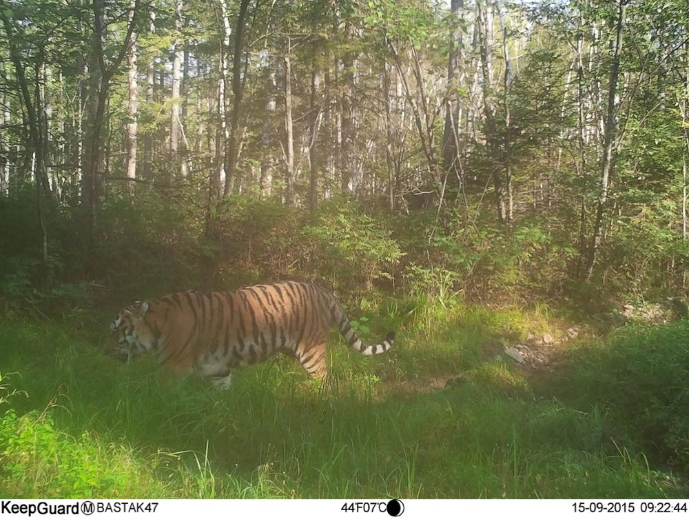 Outdoor Wildlife Infrared Hunting Camera 16 Megapixel Scouting Camera