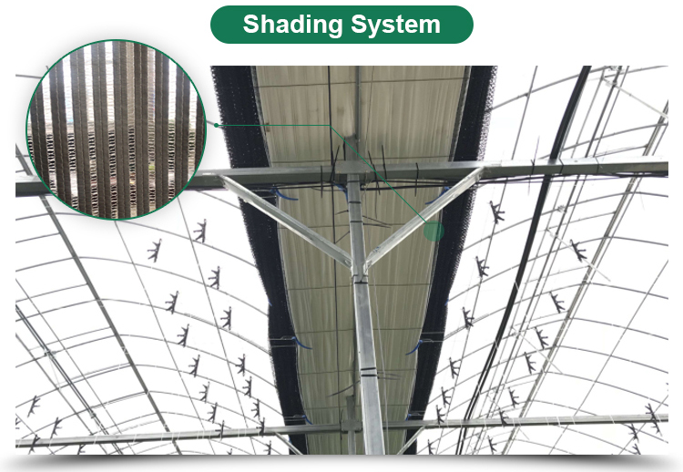 Automatical Controlling System Galvanized Steel Frame Film Greenhouse for Agriculture