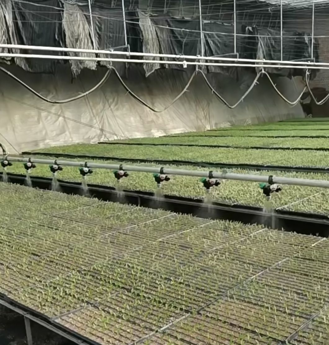 Tomato Cucumber Strawberry Growing Greenhouse