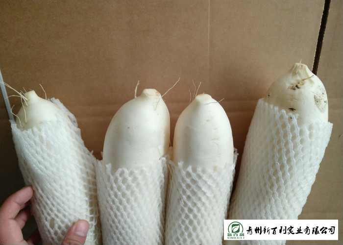 Good Taste Large White Radish , Chinese White Radish HACCP / GAP Standard