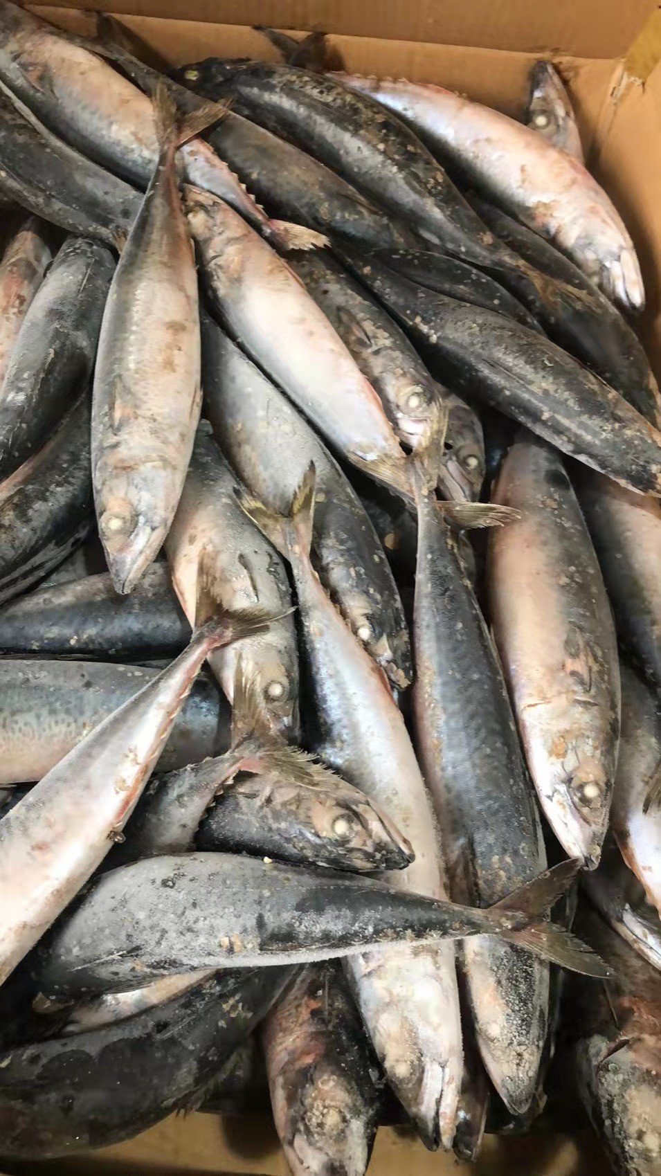 BQF Sea Frozen Mackerel Fish , 40 - 60pcs/ctn Frozen Fishing Bait