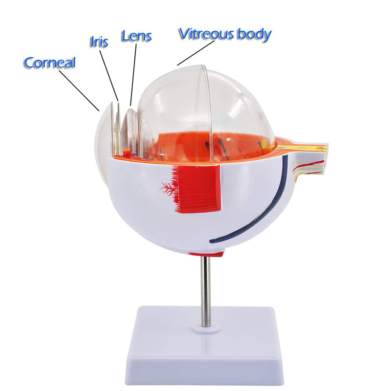 6 Times Enlarged Plastic Human Anatomical Eye Model With Blood Vessel
