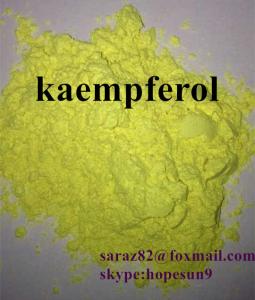 China Rhizoma Kaempferiae Extract Kaempferol 98% CAS No.: 520-18-3 on sale