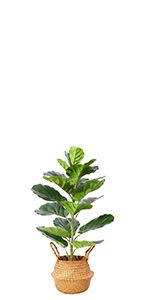 Fiddle Leaf Fig Tree-0.76