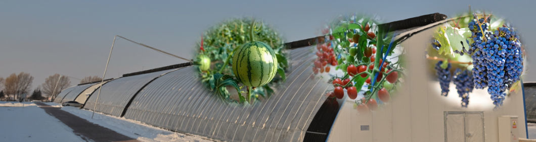 Commercial Tomato Planting Sunlight Greenhouse Solution