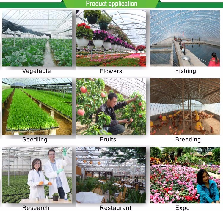 Multi-Span Agricultural Greenhouses with Used Container Hydroponic Growing Systems