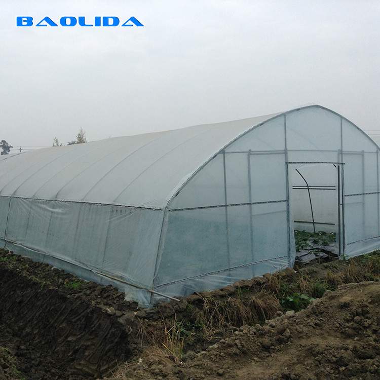 Plastic Tunnel Single Span Greenhouse Agricultural For Strawberry