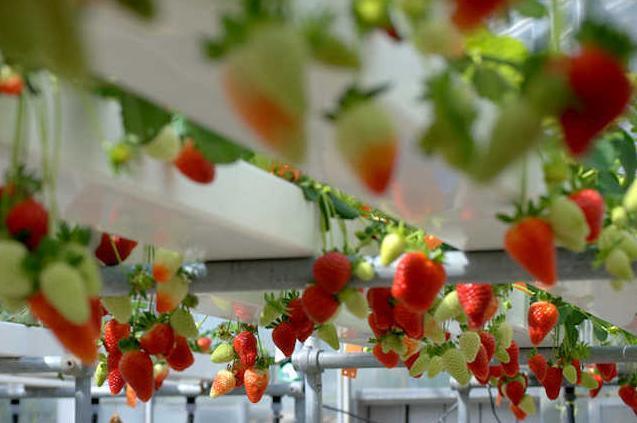Greenhouse Hydroponic System for Large-Scale Farming