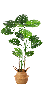 Monstera Deliciosa-1.4m