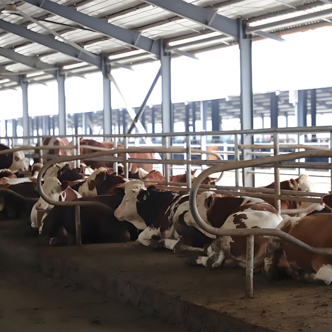 Metal Frame Steel Structure Cow Shed Prefabricated Farm Shed Building