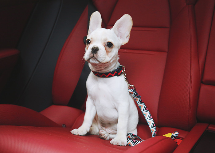 Polyester Pet Car Seatbelt Jeep Heavy Duty Dog Car Seat Belt Pet Collar Leash