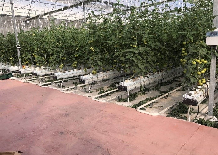 Steel Frame Polycarbonate Greenhouse For Vegetables Multi Span PC Board Greenhouse Agriculture Outdoor
