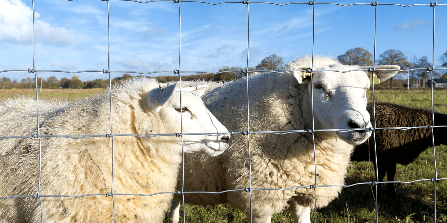 Galvanized Fixed Knot Field Fence Metal Iron White Garden Fence Aluminum Fence Low Carbon Steel Wire Main Iron Gate Designs