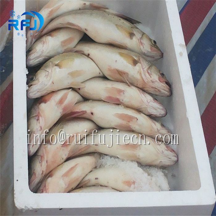 Fresh Water 1-20 Ton Flake Ice Maker Strong Production Capacity R404A Freezing Medium
