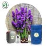 Buy cheap OEM Organic Lavender Essential Oil from wholesalers
