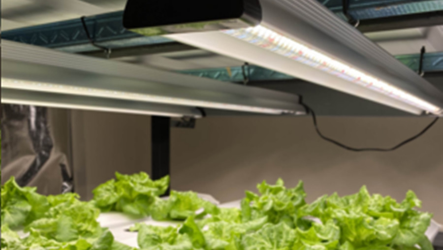Indoor 30w 60cm T8 LED Grow Bar Light For Tissue Culture Chambers