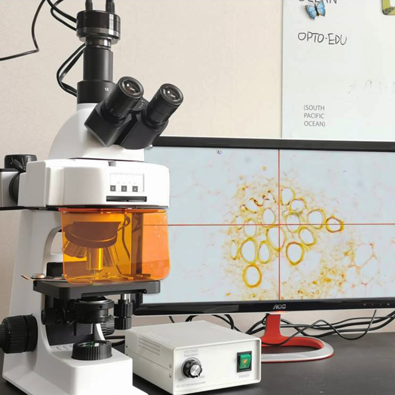 40x - 1000x LED Trinocular Fluorescence Microscope For Research / Learning