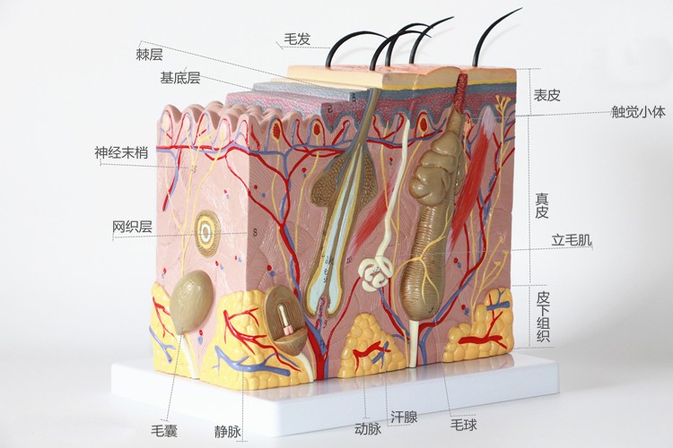 Biology Teaching 35 Times Enlarged Human Anatomy Skin Tissue Structure Model With Hair