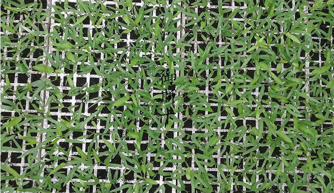 EPS / EVA / EPE / EPP Material 200 Well Seedling Tray Eps200 agriculture nursery tray