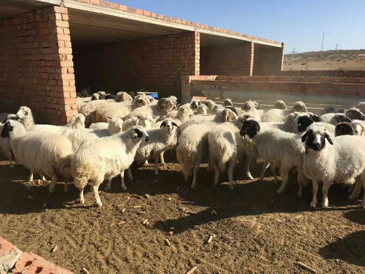 ICAR Standard Sheep Ear Tags Anti - Animal Bite Structure No Toxic